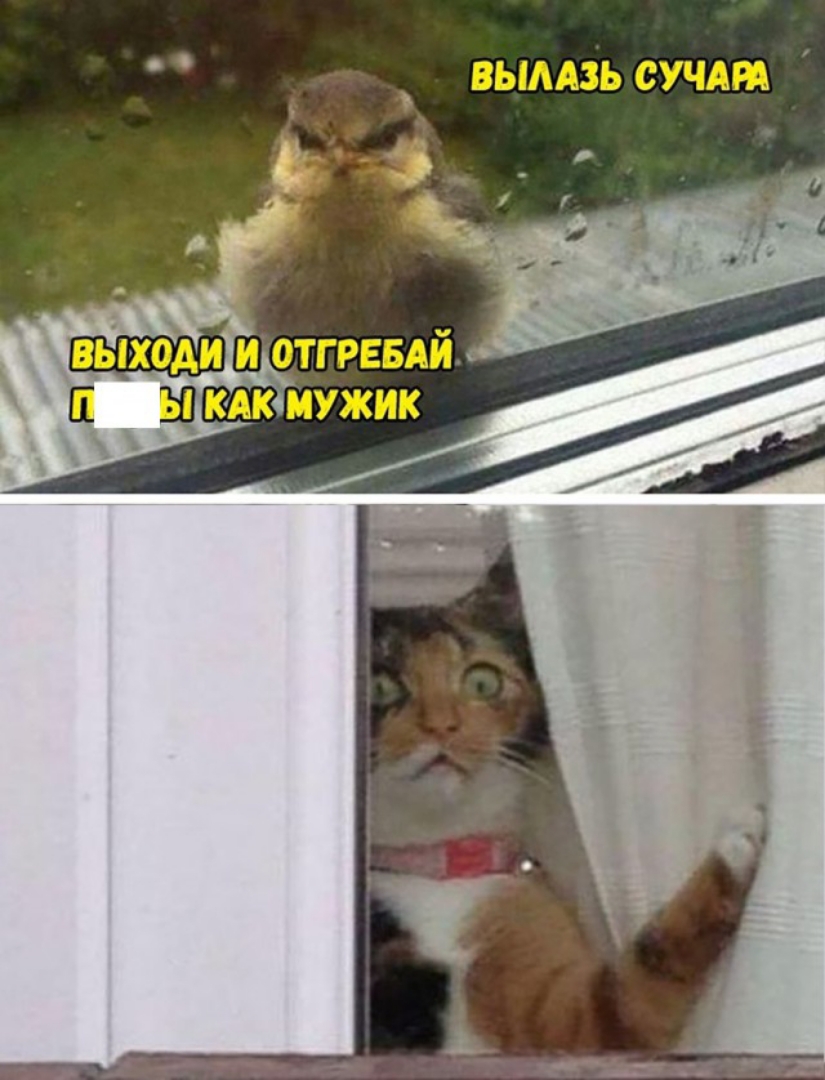 вымзь СУЧАРА