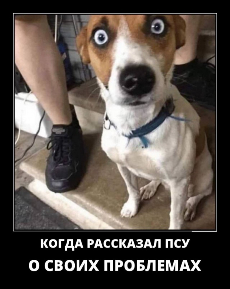 когдА РАССКАЗАЛ псу О СВОИХ ПРОБЛЕМАХ