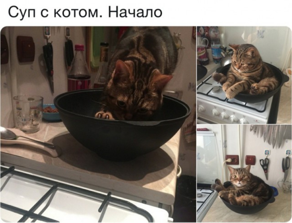 Суп с котом Начало