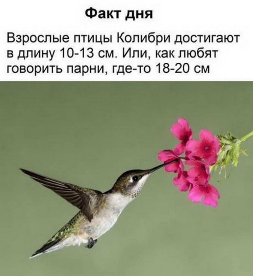 Факт дня Взрослые птицы Колибри достигают в длину 10 13 см Или как любят говорить парни где то 18 20 см