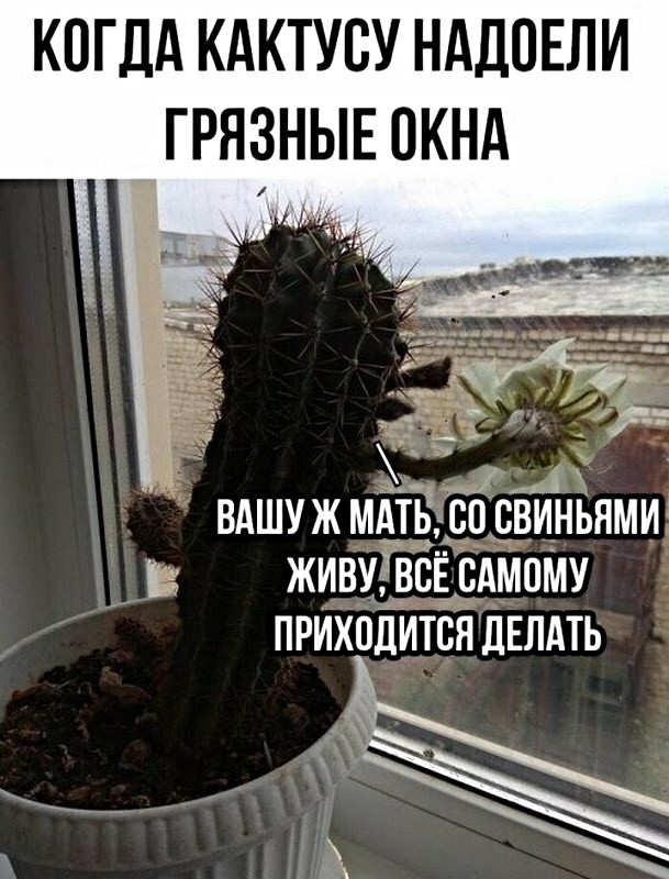 КОГДА КАКТУБУ НАДОЕЛИ ГРЯЗНЫЕ ОКНА ВАШУ Ж МАТЬ 80 БВИНБНМИ Её ЖИВУЧВЕ САМПМУ ПРИХОДИТЁЯ ДЕЛАТЬ