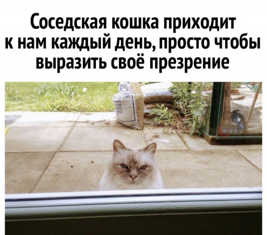 Кошка пришла. Соседний или соседский кот. Жизнь одинокой кошки дзен. Хороша соседская кошка. К чему пришла соседская кошка.