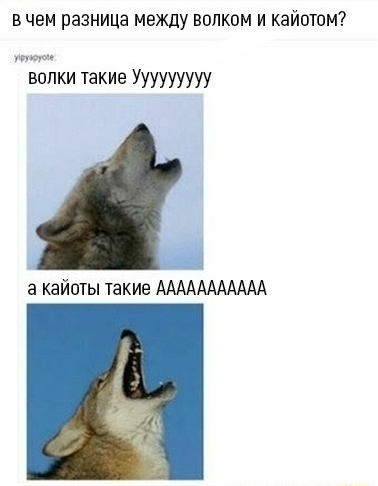 В чем разница МЕЖДУ ВОЛКОМ И КЗЙОТОМ ВШ ЖИ такие УУУУУУУУУ а кайоты такие ААААААААААА