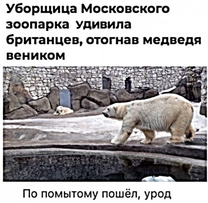 Уборщица Московского зоопарка Удивила британцев отогнав медведя По помытому пошёл урод