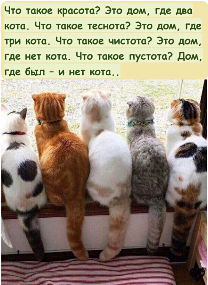 Что такое красота Это дом где два кота Что такое теснота Это дом где три кота Что такое чистота Это дом где нет кота Что такое пустота Дом где был и нет кота