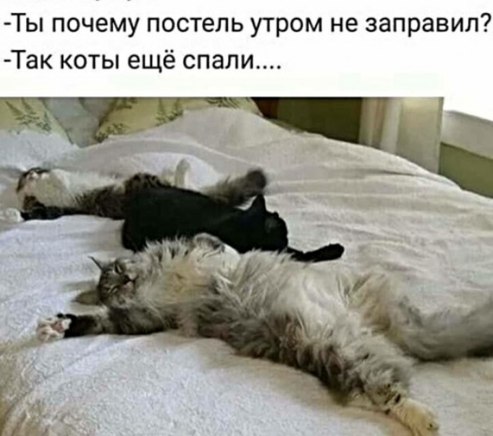 Ты почему постель утром не заправил Так коты ещё спали