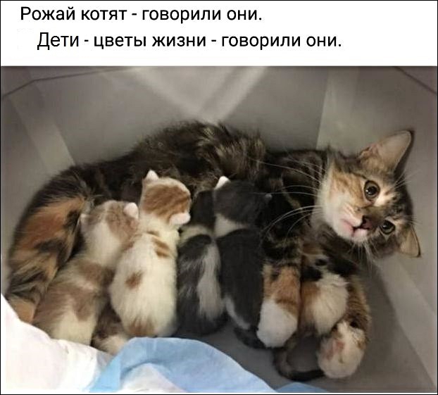 Рожай котят говорили они Дети цветы жизни говорили они