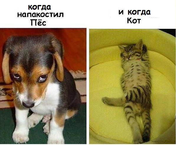 И когда КОТ