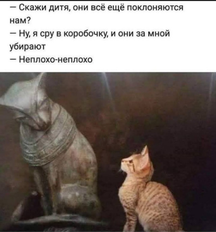 Скажи дитя они всё ещё поклоняются нам Ну я сру в коробочку и они за мной убирают Неплохо неплохо мд