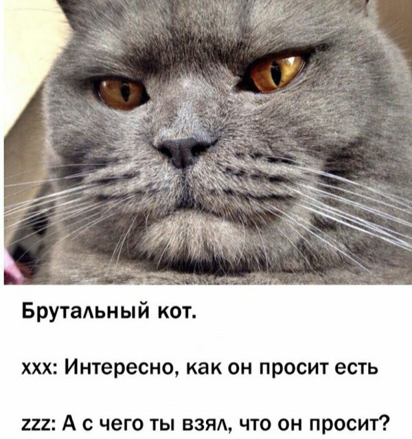 Брутальный кот ХХХ Интересно как ОН ПРОСИТ есть 222 А с чего ты взяд что он просит