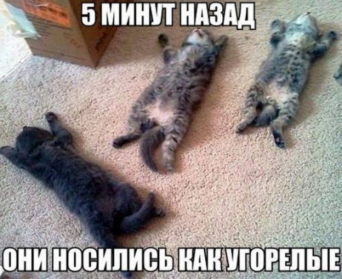 5 мингэмд