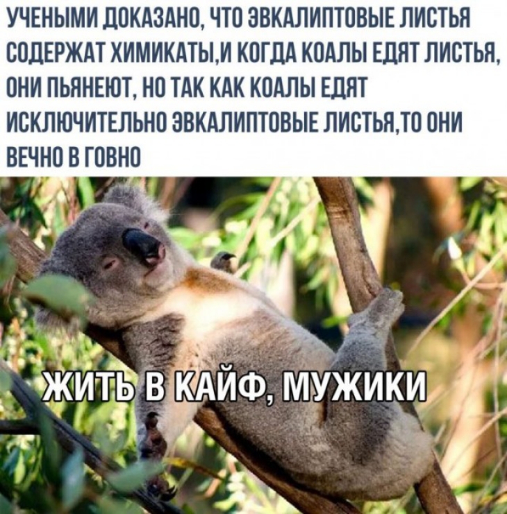 УЧЕНЫМИ ДОКАЗАНО ЧТО ЗВКАЛИПТОВЫЕ ЛИСТЬН СОЛЕРЖАТ ХИМИКАТЫМ КОГДА КОАЛЫ ЕДЯТ ЛИСТЬЯ ОНИ ПЬЯНЕЮТ НО ТАК КАК КОАЛЫ ЕДНТ ИСКЛЮЧИТЕЛЬНО ЗВКАЛИПТОВЫЕ ЛИСТЬЯТО ОНИ ВЕЧНО В ГОВНО 4