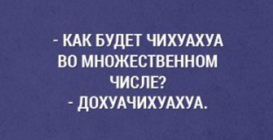 КАК БУДЕТ ЧИХУАХУА ВО МНОЖЕСТВЕННОМ ЧИСЛЕ ДОХУАЧИХУАХУА