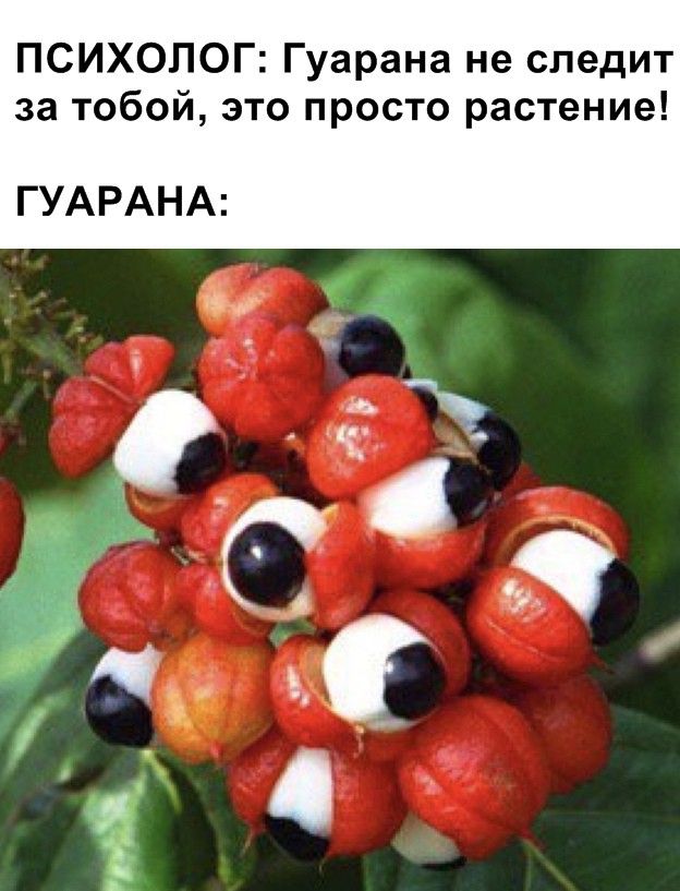 ПСИХОЛОГ Гуарана не следит за тобой это просто растение ГУАРАНА