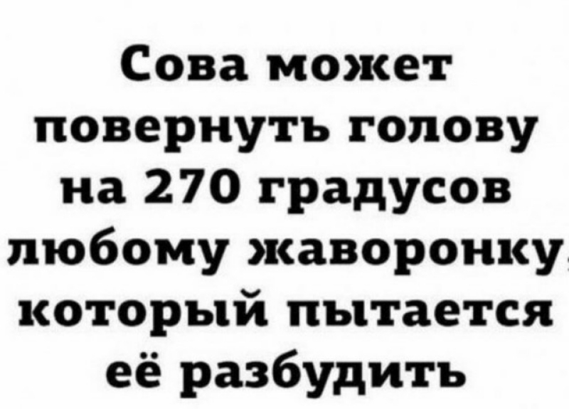 Сова может повернуть голову на 270 градусов любому жаворонку который пытается её разбудить