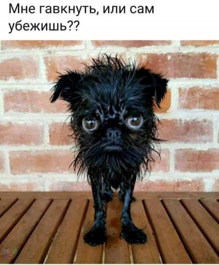Мне гавкнуть или сам убежишь