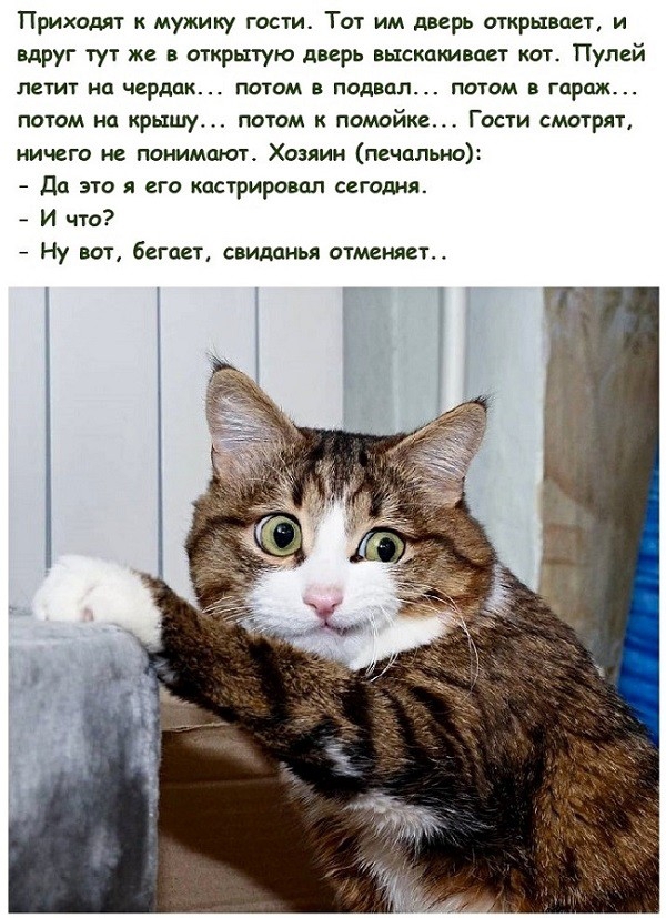 Приходят мужику гости Тот им дверь открывпет и вдруг тут же в открытую дверь выскакивает кат Пулей ЛЕТИГ НЦ чердак ПОТОМ В подвал ПОТОМ В гараж потом ид крышут потом к помойке Гости смотрят ничего не понимают Хозяин печально Да ЭТО Я ВГО КОСТРИРОВОЛ С2Г0днд И что Ну вот бегает свимнья отменяет