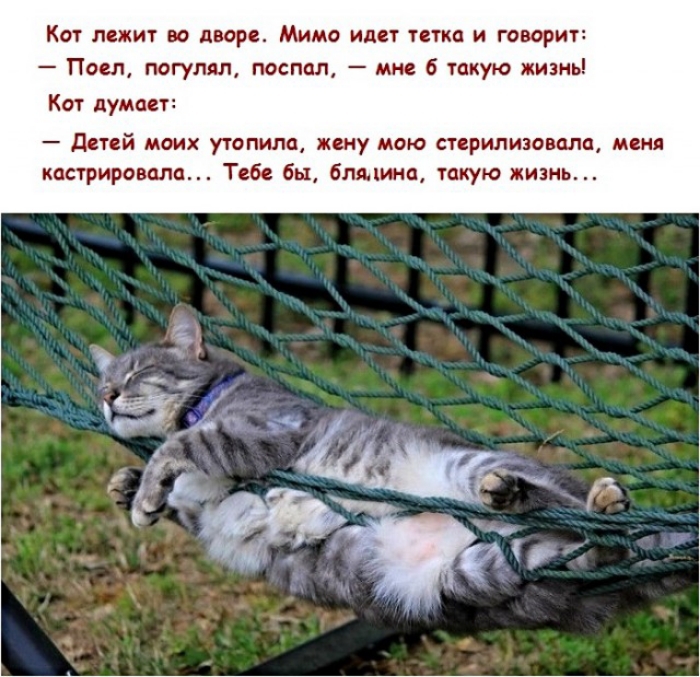 Кот лежит во дворе Мимо идет тетка и говорит Паел погулял поспал мне 6 такую жизнь Кат думает детей моих утопипа жену мою стерипиэомла меня кастрировала Тебе бы бмцииа такую жизнь