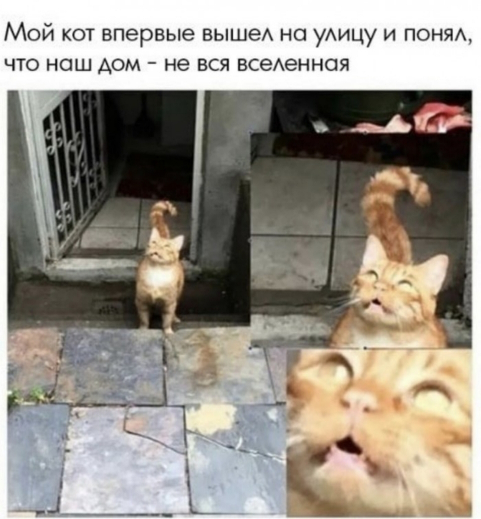 Мой кот впервые выше но уАицу и ПОНЯА что наш дом не вся всеАенноя