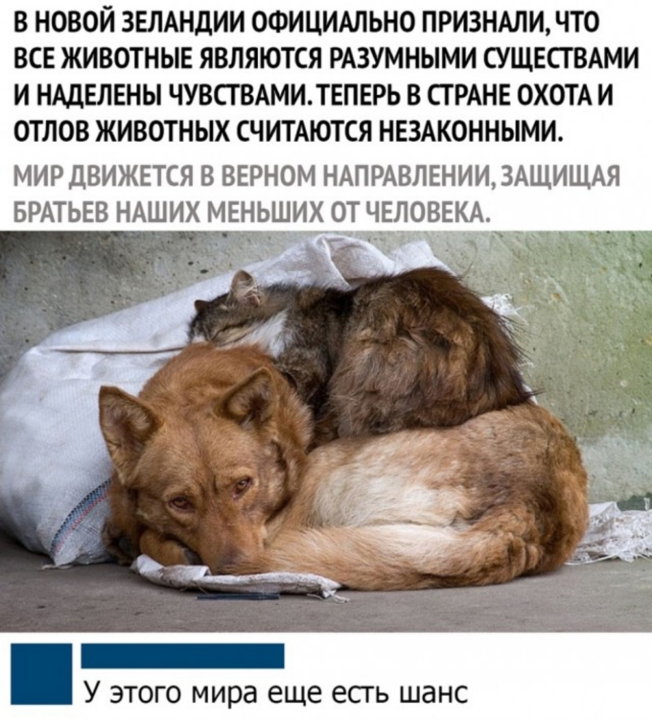 В НОВОЙ ЗЕЛАНДИИ ОФИЦИАЛЬНО ПРИЗНАЛИ ЧТО ВСЕ ЖИВОТНЫЕ ЯВЛЯЮТСЯ РАЗУМНЫМИ СУЩЕСТВАМИ И НАДЕЛЕНЫ ЧУВСТВАМИТЕПЕРЬ В СТРАНЕ ОХОТА И ОТЛОВ ЖИВОТНЫХ СЧИТАЮТСЯ НЕЗАКОННЫМИ МИР ДВИЖЕТСЯ В ВЕРНОМ НАПРАВЛЕНИИ ЗАЩИЩАЯ БРАТЬЕВ НАШИХ МЕЬЩИХ ОТ ЧЁЛОВЕКА У этого мира еще есть шанс