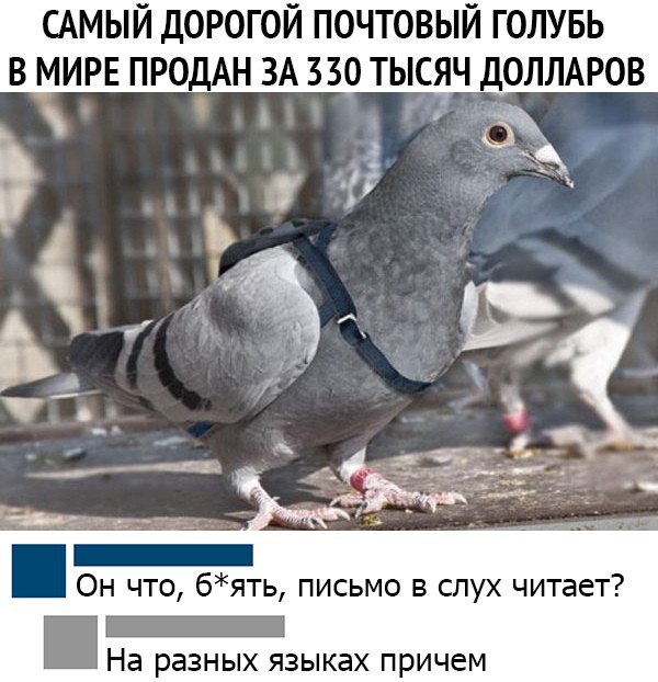 САМЫЙ ДОРОГОЙ ПОЧТОВЫЙ ГОЛУБЬ В МИРЕ ПРОДАН ЗА 330 ТЫСЯЧ ДОЛЛАРОВ Он что бять письмо в слух читает _ На разных языках ПРИЧЕМ