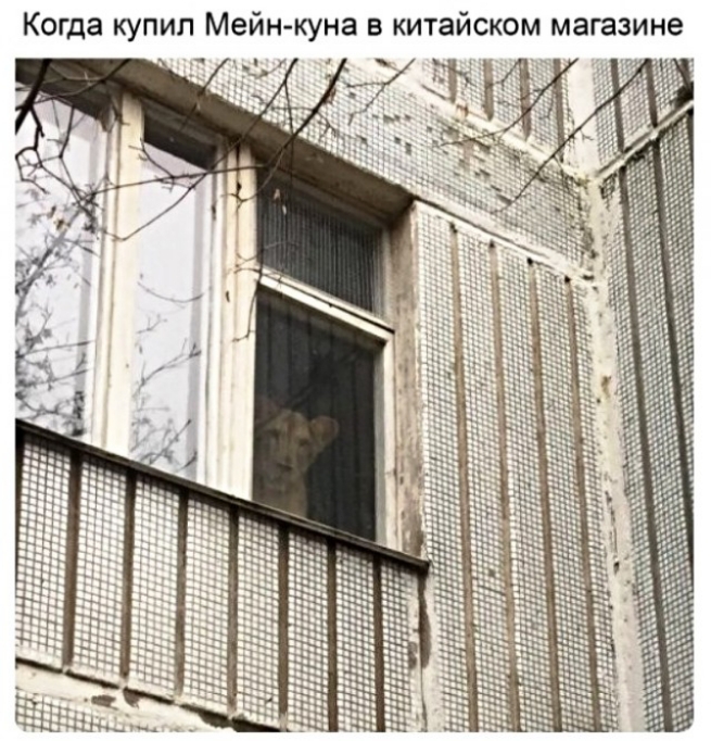 куна в китайском магазине йн Когда купил Ме