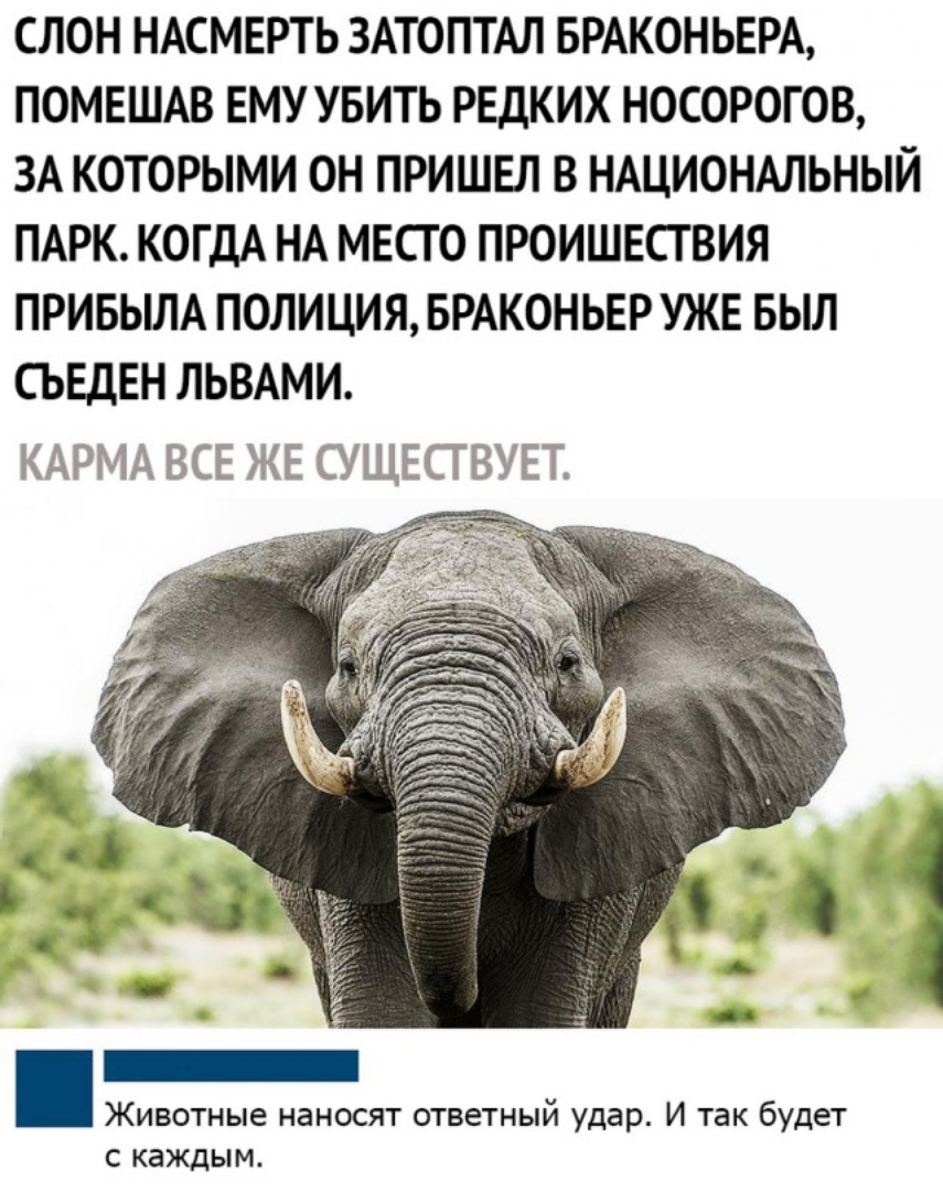 СЛОН НАСМЕРТЬ ЗАТОПТАЛ БРАКОНЬЕРА ПОМЕШАВ ЕМУ УБИТЬ РЕДКИХ НОСОРОГОВ ЗА КОТОРЫМИ ОН ПРИШЕЛ В НАЦИОНАЛЬНЫЙ ПАРК КОГДА НА МЕСТ О ПРОИШЕСТВИЯ ПРИБЫЛА ПОЛИЦИЯ БРАКОНЬЕР УЖЕ БЫЛ СЬЕДЕН ЛЬВАМИ КАПМЕА ЖЕ СЗЁЦЕСТтЁИ Животные наносят ответный удар И так будет с каждым