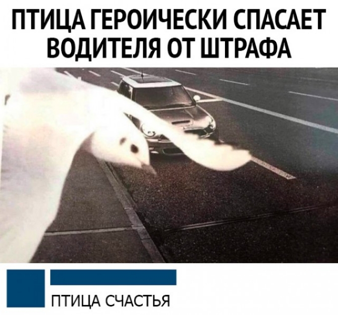 ПТИЦА ГЕРОИЧЕСКИ СПАСАЕТ ВОДИТЕЛЯ ОТ ШТРАФА ПТИЦА СЧАСТЬЯ