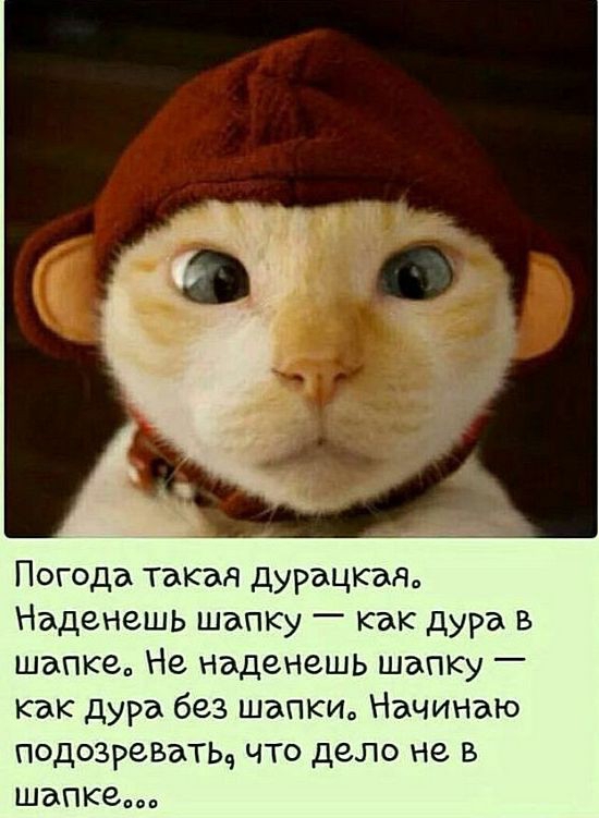 Погода такзя дурацкая Наденешь шапку как дура в шапке Не наденешь шапку как дура без шапки Начинаю подозрезатьч что дело не в шапке