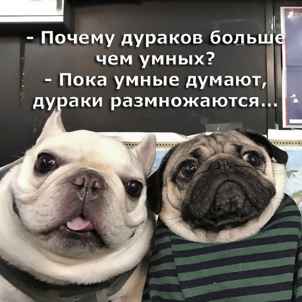 Почему дураков боль чем умных Пока умные думают паки размножаются