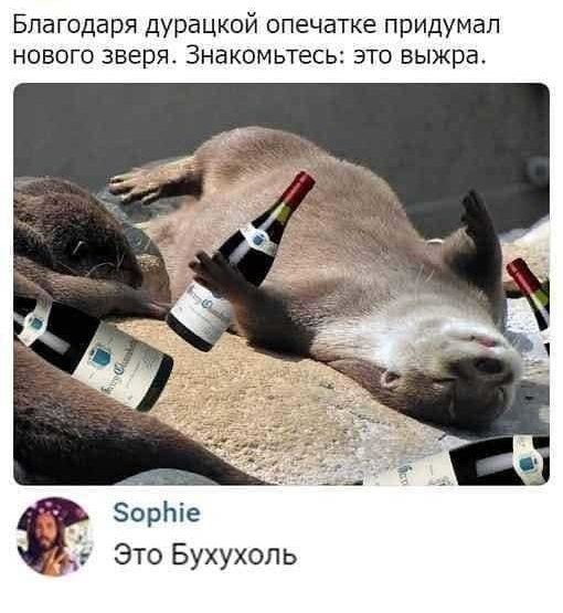 Благодаря дурацкой опечатке придумал нового зверя Знакомьтесь это выжра ЗорЬіе Это Бухухоль