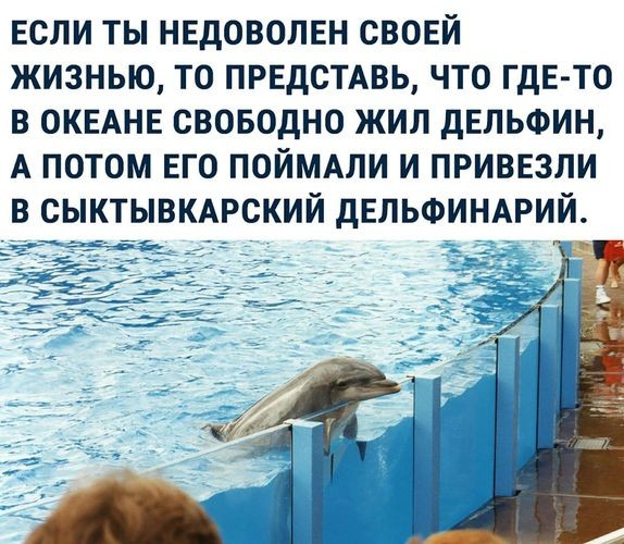 если ты недоволен своей жизнью то ПРЕДСТАВЬ что ГдЕ ТО в ОКЕАНЕ своводно жил дЕЛЬФИН А потом его поймми и привезли в сыктывкмский дЕЛЬФИНАРИЙ