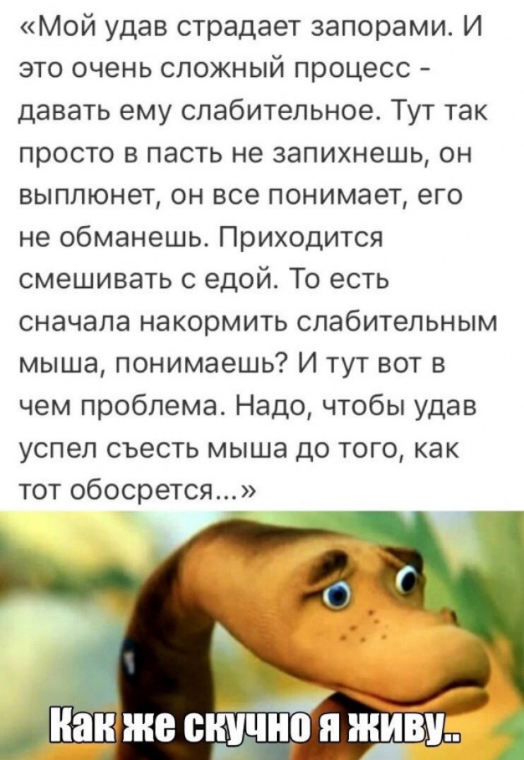 Мой удав страдает запорами И это очень сложный процесс давать ему слабительное Тут так просто в пасть не запихнешь он выплюнет он все понимает его не обманешь Приходится смешивать с едой То есть сначала накормить слабительным мыша понимаешь И тут вот в чем проблема Надо чтобы удав успел съесть мыша до того как тот обосрется Наідже сніширя