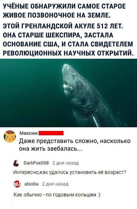 УЧЁНЫЕ ОБНАРУЖИЛИ САМОЕ СТАРОЕ ЖИВОЕ ПОЗВОНОЧНОЕ НА ЗЕМЛЕ ЭТОЙ ГРЕНЛАНДСКОЙ АКУПЕ 512 ЛЕТ ОНА СТАРШЕ ШЕКСПИРА ЗАСТАЛА ОСНОВАНИЕ США И СТАЛА СВИДЕТЕЛЕМ РЕВОЛЮЦИОННЫХ НАУЧНЫХ ОТКРЫТИЙ Максим Даже представить сложно насколько она ЖИТЬ заебалась ОаКРэХООЗ дп тт Ингежсиэ ак сь угановиь ее возраст аэозц Д как обь чис 10 годсвым когьцам