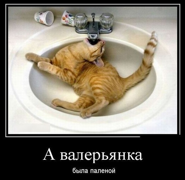 А валерьянка была пеленой