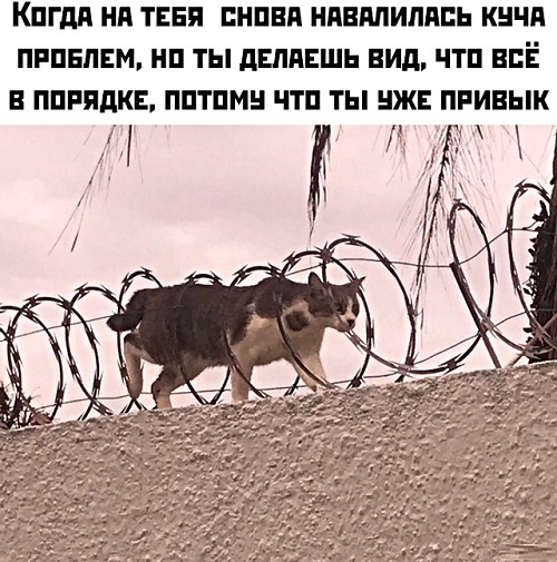 КПГдд Нд ТЕБЯ ПНПВП НПЕППИПППЬ КНЧП ПРПЕПЕМ НП ТЫ двппгшь ВИД ЧТП ВСЁ В ППРПдКЕ ППТПМН ЧТП ТЫ НЖЕ ПРИВЫК К