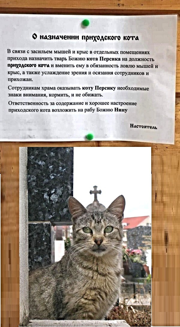 мзмчении приходского кам В связи засильем мышей и крыс в отдельных помещениях прихода нюнвчить тварь Божию к Персик на должность притом тд и нменить ему в обязпииосгь ловлю мышей и крыс также услаищеиие зрения и осязания сотрудники прихожыь Студииквм храма окдзыввть коту Псрсику необходимые знаки ниимниия кормить и не обижпь Ожгсгмииость за содержание и хорошее напроеиие приходскою коп возложить р