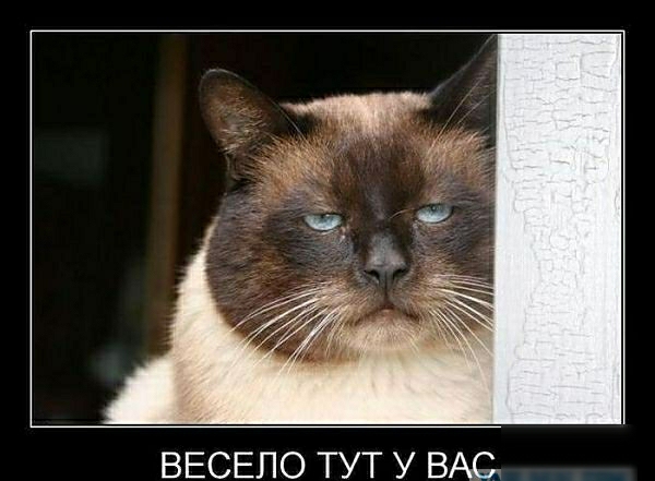ВЕСЕПО ТУТ У ВАС