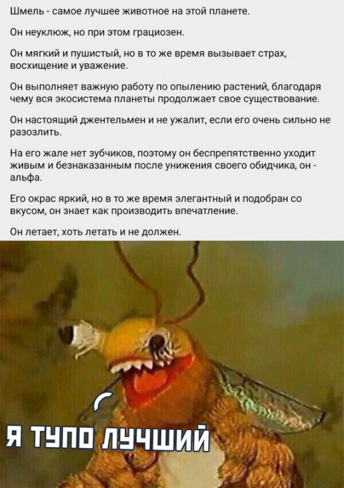 Шмель самое лучшее животное на это планете Он неуклюж но при этом грациозен Он мягкий и пушистый но в то же время вызывает страх восхищение и уважение Он выполняет важную работу по опылению растений благодаря чему ВСЯ экосистема ППЭНЕТЫ продолжает СВОЕ СУЩЕСТВОВЭНИЁ Он настоящий джентельмен и не ужапит если его очень сильно не разозлить На его жапе нет зубчиков поэтому он беспрепятственно уходит ж