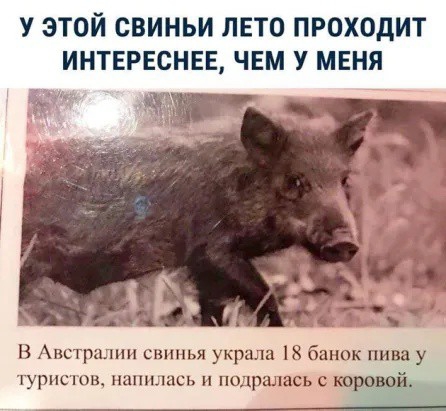 У ЭТОЙ СВИНЬИ ЛЕТО ПРОХОДИТ ИНТЕРЕСНЕЕ ЧЕМ У МЕНЯ вт В Австралии сшшья украли 18 бшшк пива у гурнснлд пшпыась и пццшлцсь с кора