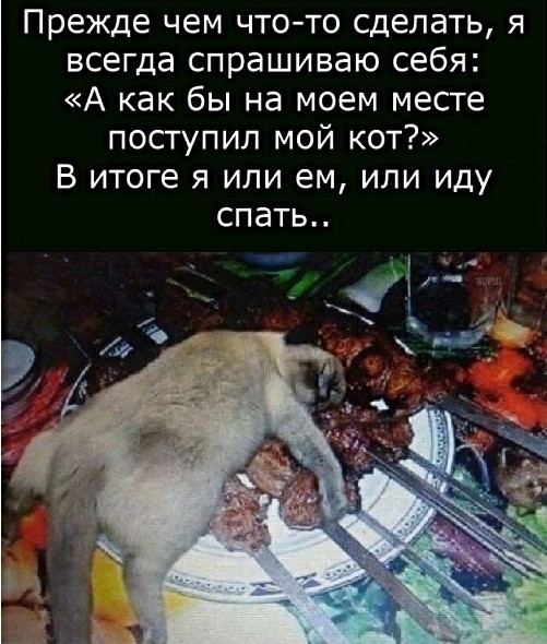 Прежде чем чтото сделать я всегда спрашиваю себя А как бы на моем месте поступил мой кот В итоге я или ем или иду СПЭТЬп