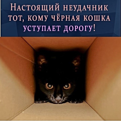 НАстоящий НЕУДАЧНИК тот кому ЧЁРНАЯ КОШКА УСТУПАЕТ дорогу