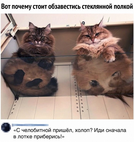 Вот почему стоит обзавестись стеклянной полкой С чепобитной пришёл хопоп Иди сначала в лотке приберись
