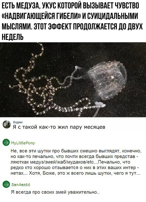 ЕСТЬ МЕДУЗА УКУВ КПТПРПЙ ВЫЗЫВАЕТ ЧУВСТВП НАДВИГАЮЩЕЙЕН ГИБЕЛИ И ПУИЦИЛАПЬНЫМИ МЫППНМИ ЭТОТ ЭФФЕКТ ПРПДПЛЖАЕТСЯ ДП ДВУХ НЕДЕЛЬ и Я с такой как то жил пару месяцев чшепзт Не все эти шутки про бывших смешно выглядят конечно но каюта печально что почти всегда бывших предетав _ пяюткак медуззмейжабмудаковеюПечально что редко то хорошо отзывается о них в этих ваших интер нета Хотя Боже это ж всего лишь