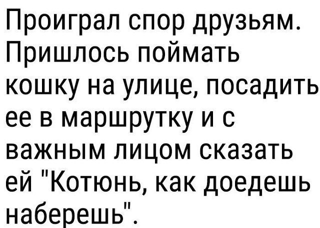 Проиграл спор друзьям Пришлось поймать кошку на улице посадить ее в маршрутку и с важным лицом сказать е иКотюнь как доедешь наберешь