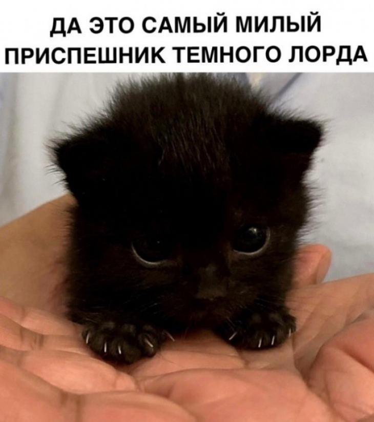 дА это САМЫЙ милый приспешник темного ЛОРДА