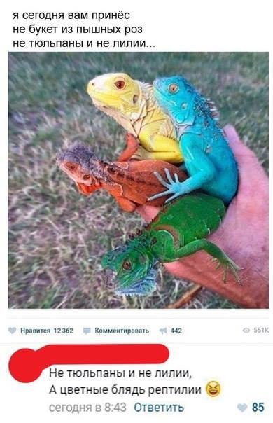 я сегодня нам принёс не букет из пышных ро не тюльпаны и не лилии щщ Не тюльпаны и не лилии А цветные блядь рептилии