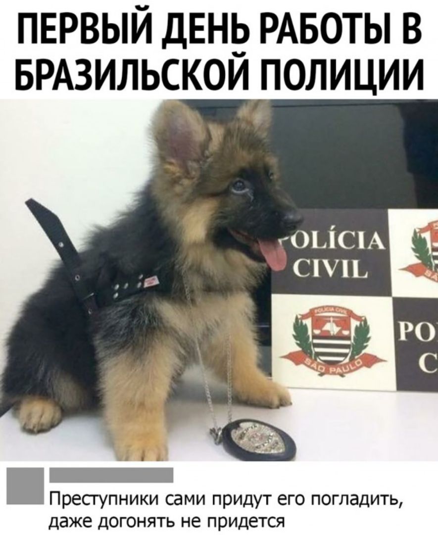 первый день РАБОТЫ в БРАЗИЛЬСКОЙ полиции гоьісм _ Снь _ Преступники сами придут его погладить даже догонять не придется