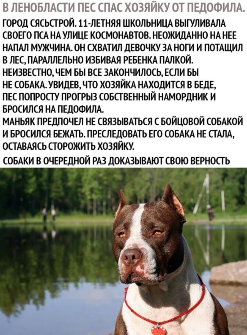 В ЛЕНОБЛАСТИ ПЕС СПАС ХОЗЯЙКУ ОТ ПЕДОФИЛА ГОРОД СЯСЬСГ РОЙ 11 ЛЕТНЯЯ ШКОЛЬНИЦА ВЫГУЛИВАЛА СВОЕГО ПСА НА УЛИЦЕ КОСМОНАВТОВ НЕОЖИДАННО НА НЕЕ НАПАЛ МУЖЧИНА ОН СХВАТИЛ дЕВОЧКУ ЗА НОГИ И ПОТАЩИЛ В ЛЕС ПАРАЛЛЕЛЬНО ИЗБИВАЯ РЕБЕНКА ПАЛКОЙ НЕИЗВЕСГН0ЧЕМ БЫ ВСЕ 3АКОНЧИЛ0СЬ ЕСЛИ БЫ НЕ СОБАКА УВИДЕВ ЧТО ХОЗЯЙКА НАХОДИТСЯ В БЕДЕ ПЕС ПОПРОСТУ ПРОГРЫЗ СОБСТВЕННЫЙ НАМОРДНИК И БРОСИЛСЯ НА ПЕДОФИЛА МАНЬЯК ПРЕДПОЧЕ