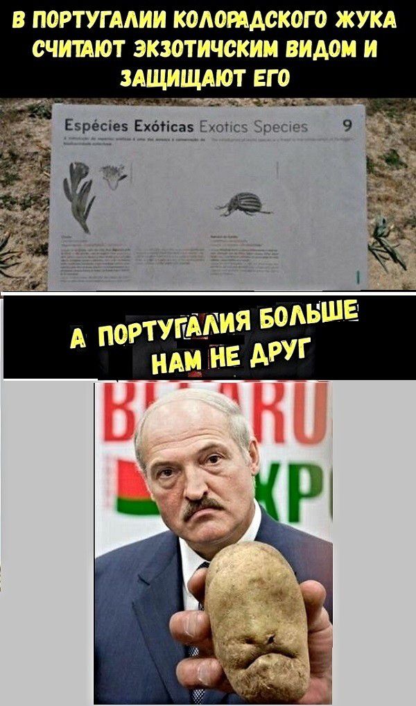 в португмии кодотдского жукд счииют экзотичскии видом и ЗАЩИЩАЮТ его _ Езрёсіез Ехбгісаэ Ехопсз 599095